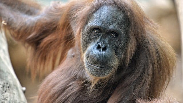 Orang-Utan Djambi gestorben Orang-Utan Djambi gestorben