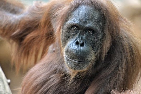 Orang-Utan Djambi gestorben