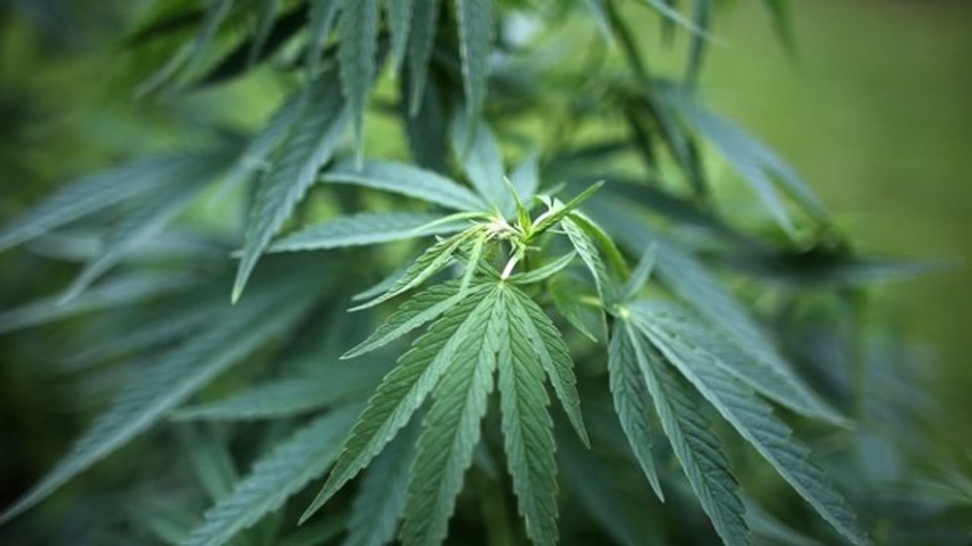 Die Cannabispflanzen hatten bereits eine Höhe von bis zu 1,5 Metern erreicht.