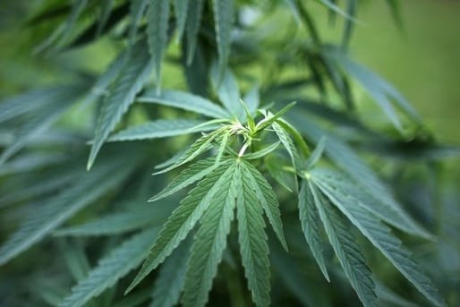 Die Cannabispflanzen hatten bereits eine Höhe von bis zu 1,5 Metern erreicht.