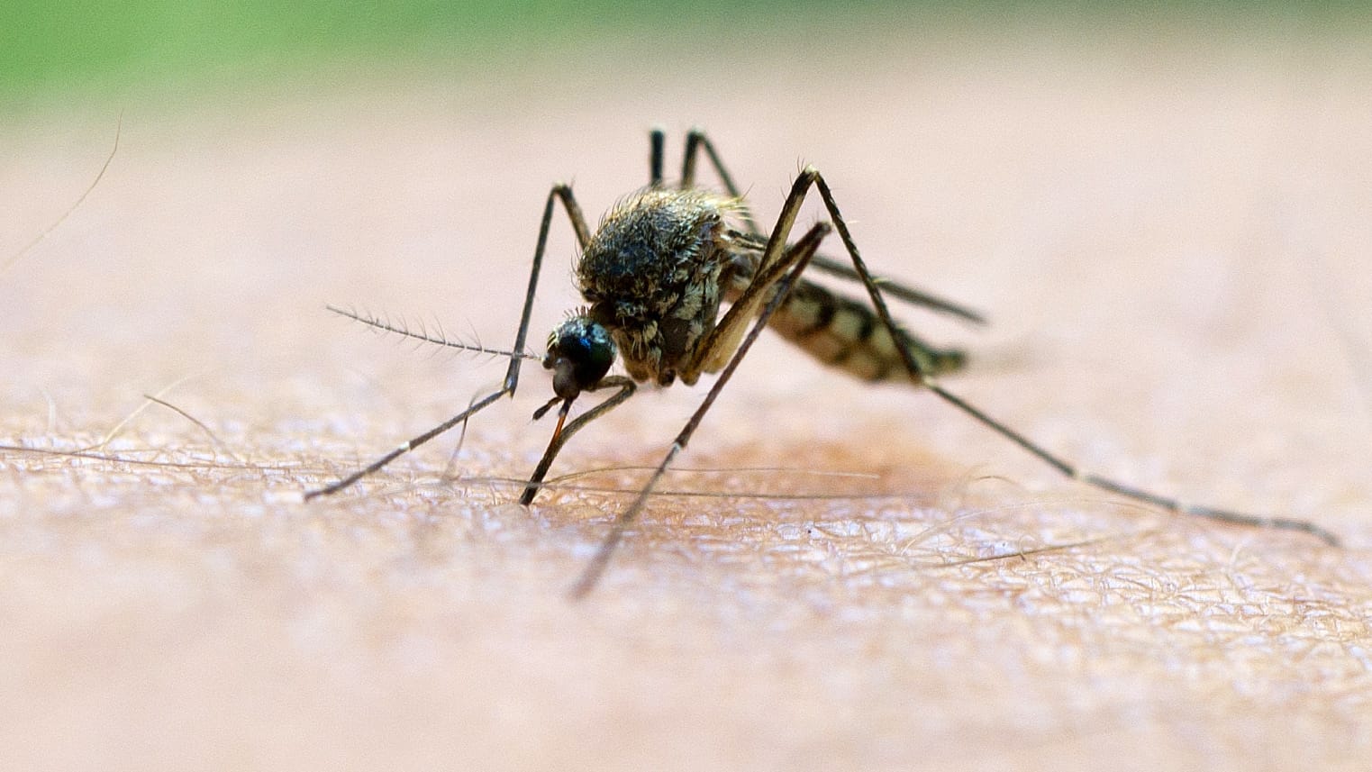 Das verstorbene Mädchen war nach Angaben noch nie in ein Land gereist, in dem Malaria verbreitet ist.