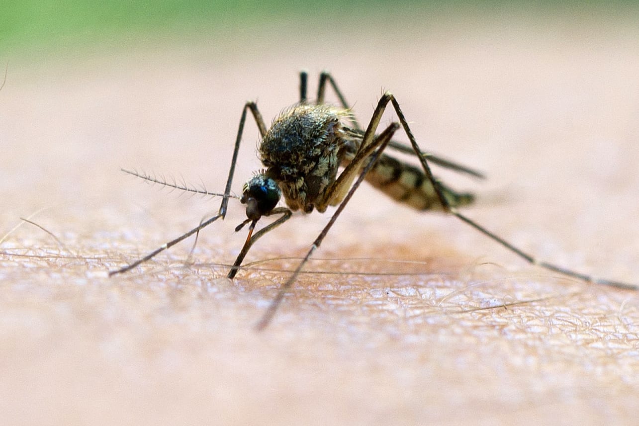 Das verstorbene Mädchen war nach Angaben noch nie in ein Land gereist, in dem Malaria verbreitet ist.