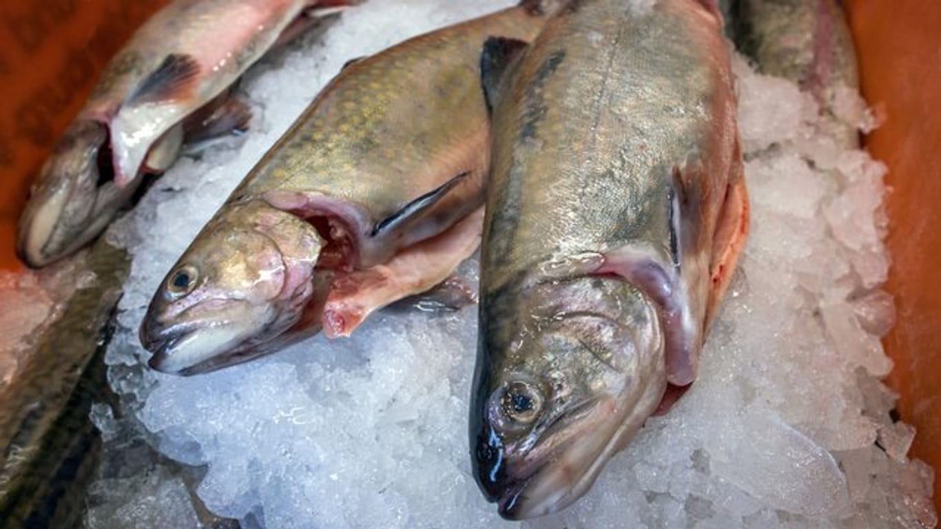 Fisch liegt voll im Trend: Deutsche schrecken nicht vor hohen Preisen zurück