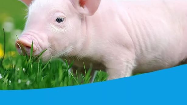 Spitzenkandidat Gauland wollte das Plakat angeblich nicht verwenden – nun wird es von der AfD über Facebook verbreitet. Spitzenkandidat Gauland wollte das Plakat angeblich nicht verwenden – nun wird es von der AfD über Facebook verbreitet.