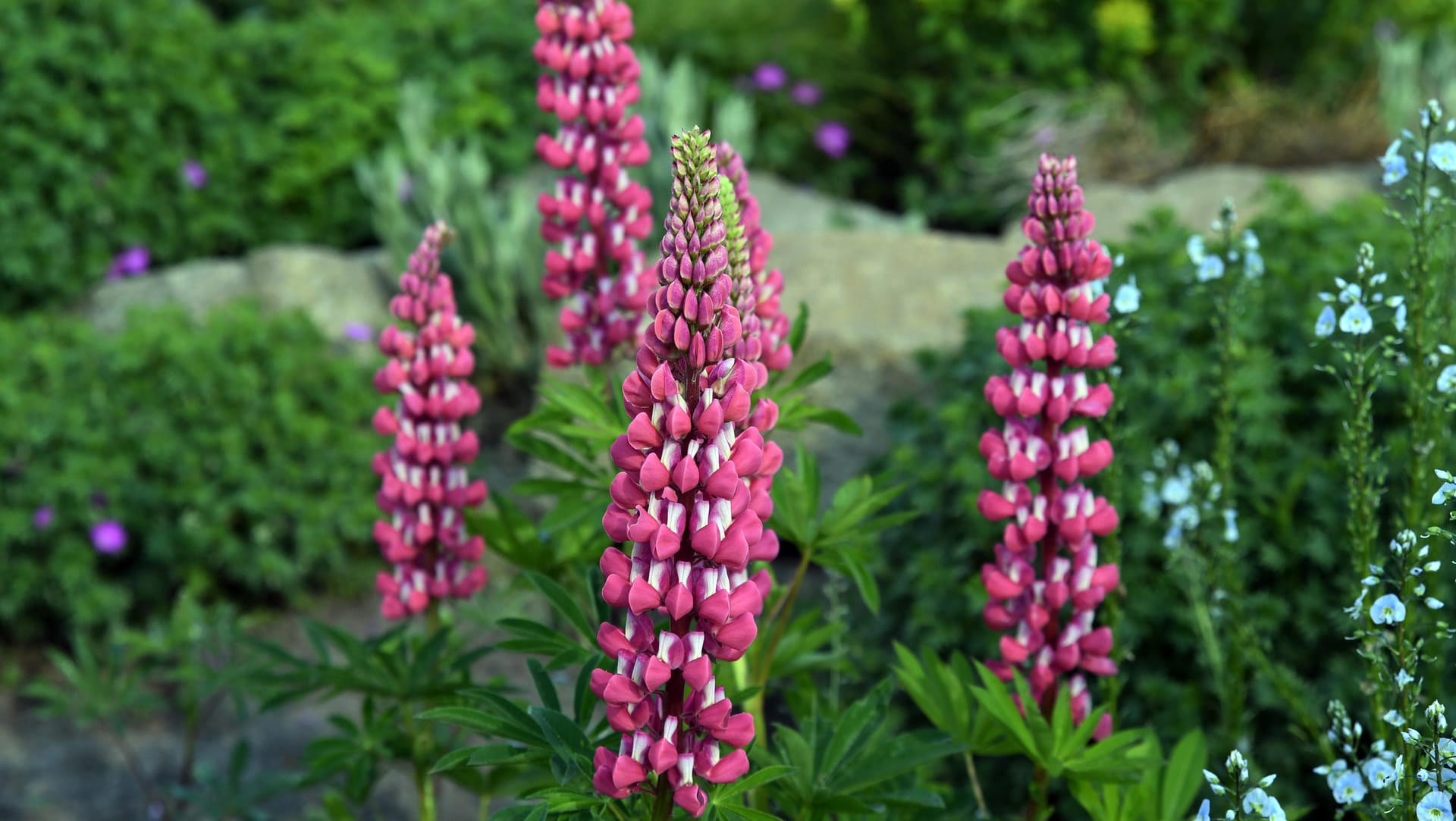 Die Blütenstände der Lupine sollten zum nach der Blütezeit abgeschnitten werden, denn die Samen der Pflanze würde sich sonst stark ausbreiten.