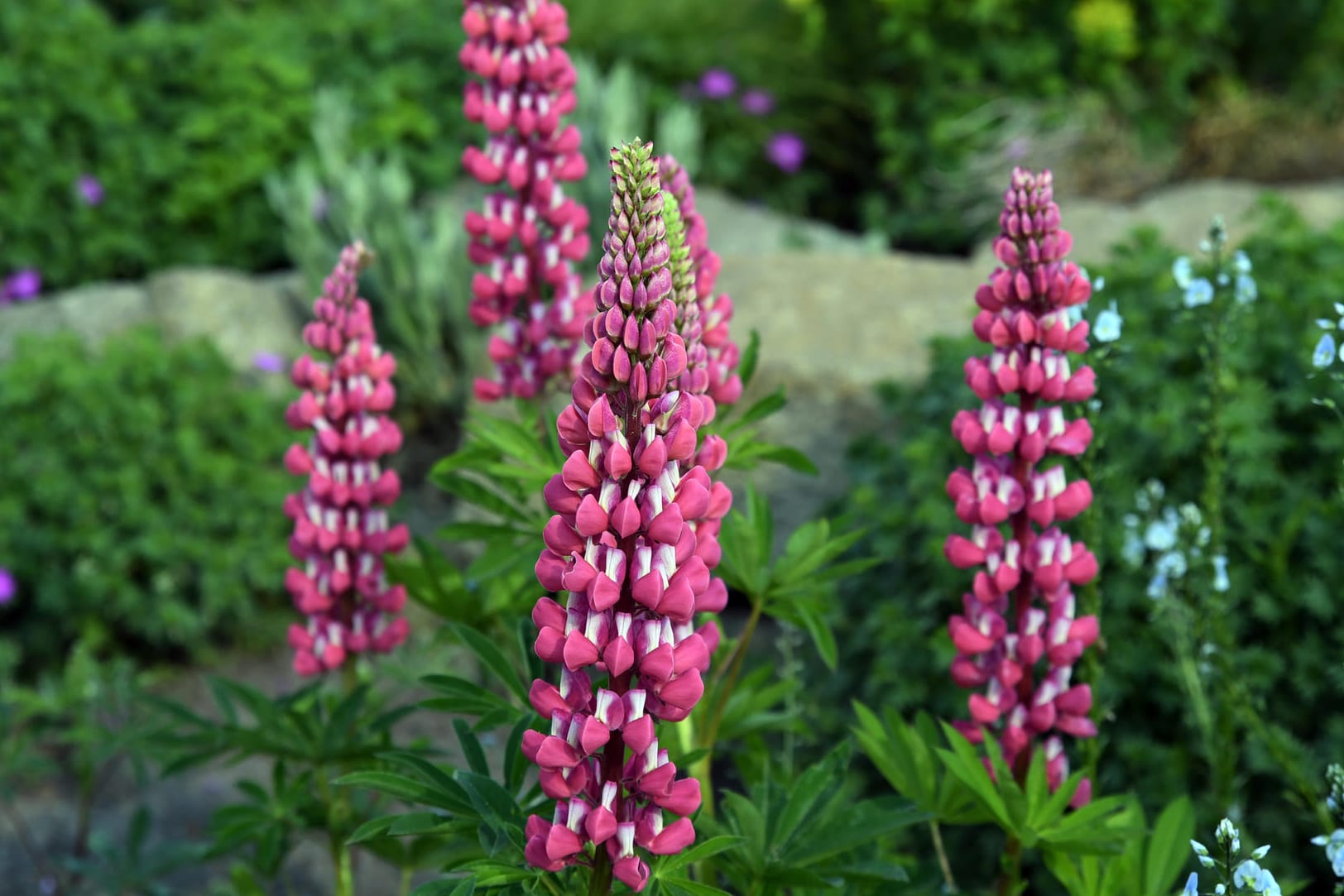 Die Blütenstände der Lupine sollten zum nach der Blütezeit abgeschnitten werden, denn die Samen der Pflanze würde sich sonst stark ausbreiten.