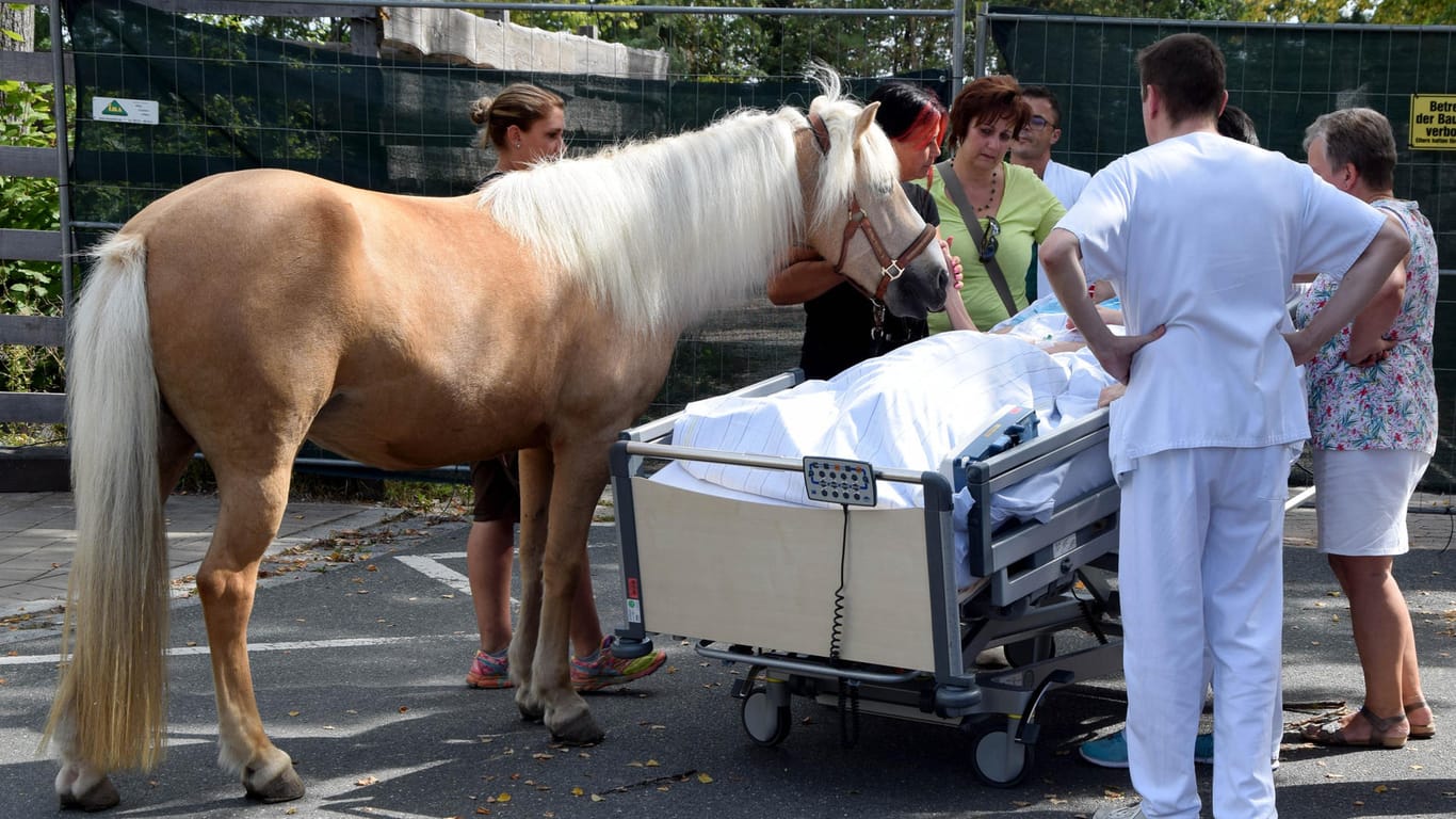 Pferd besucht sterbende Patientin im Krankenhaus