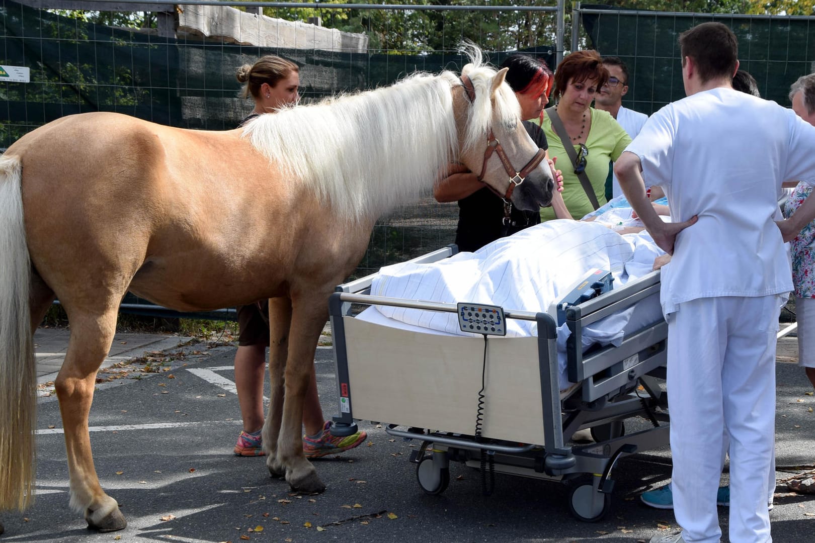 Pferd besucht sterbende Patientin im Krankenhaus