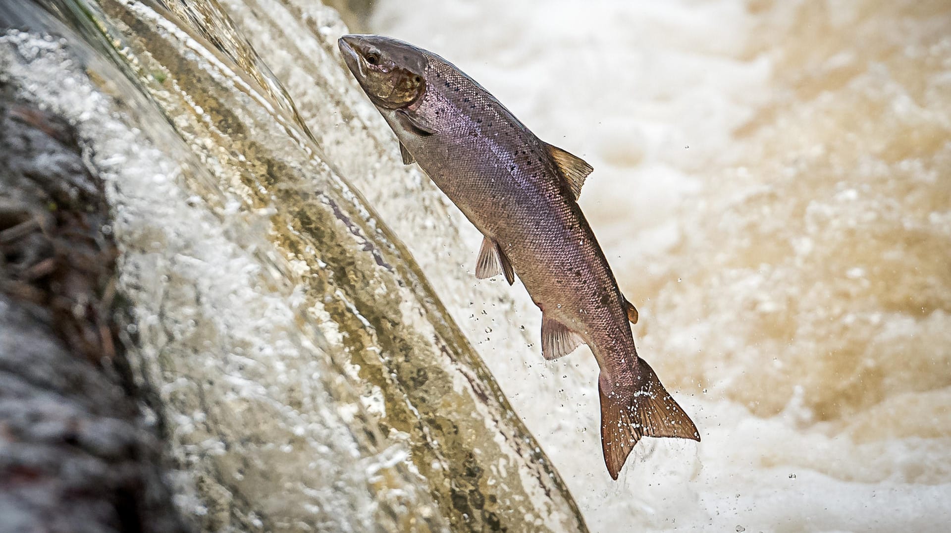 Ein springender Lachs