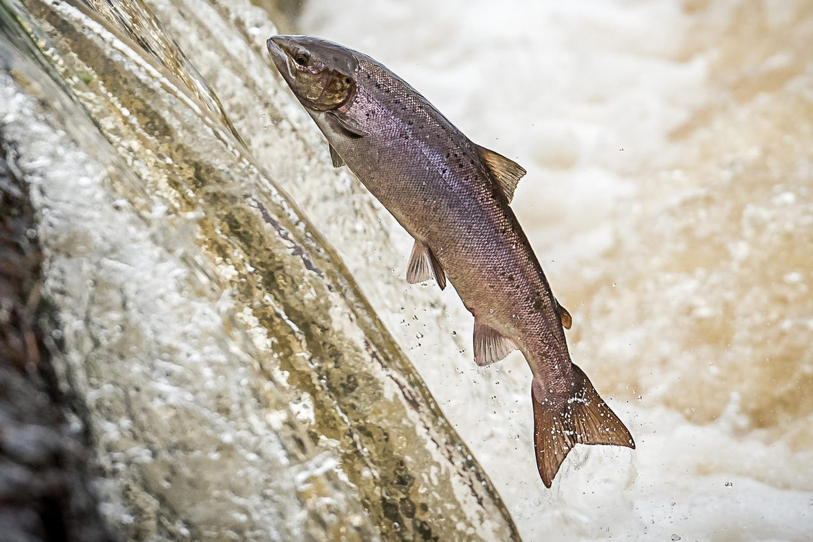 Ein springender Lachs