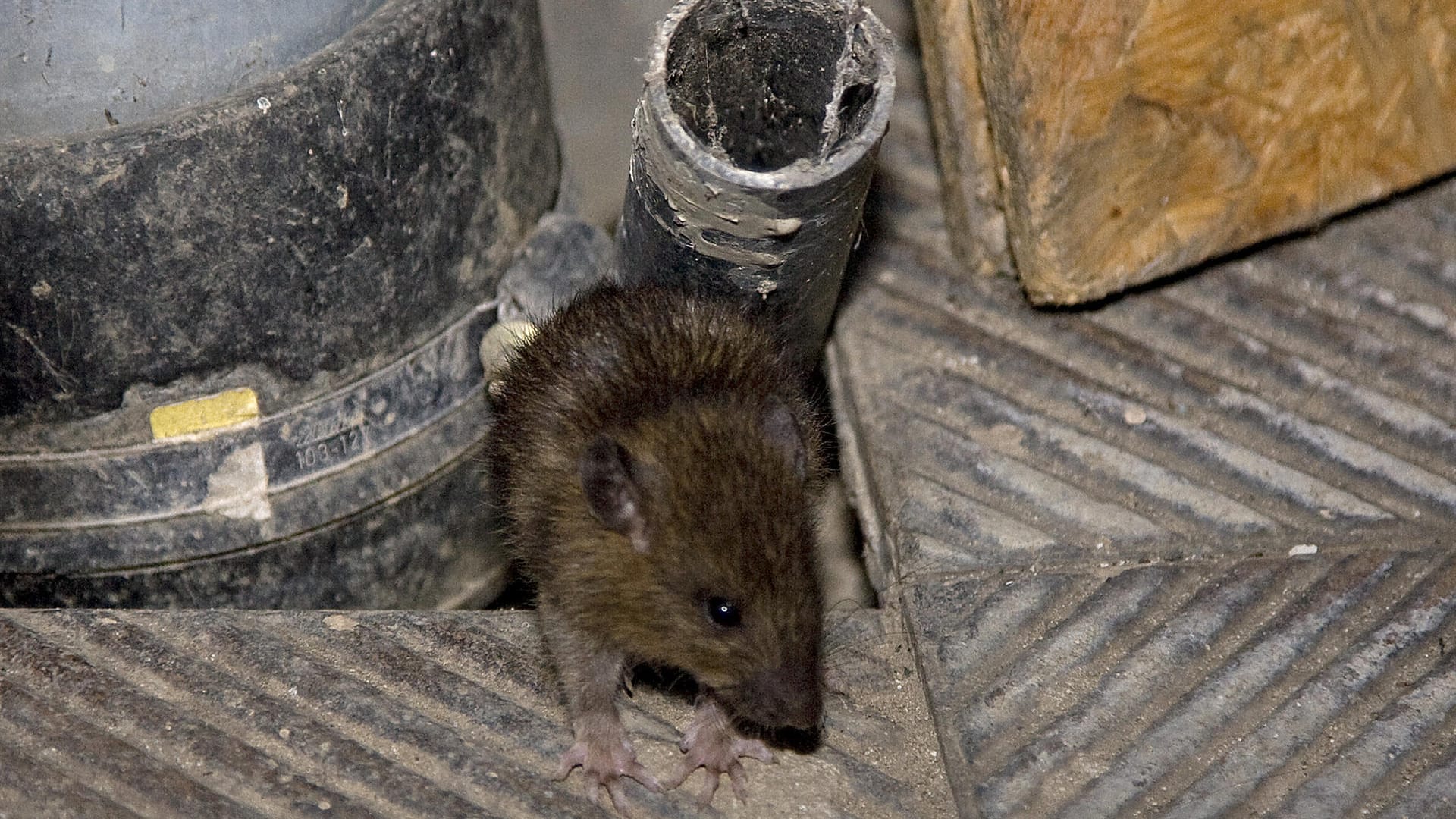 Eine Ratte kriecht aus einem Abflussschacht.