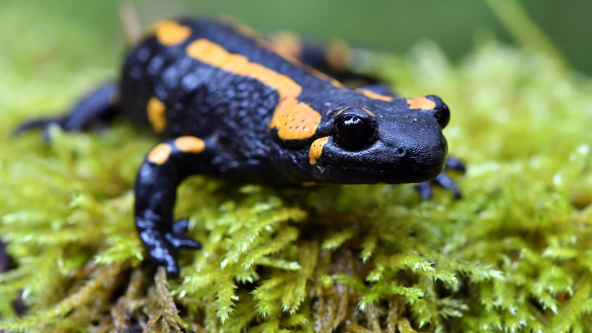 Feuersalamander in Deutschland von tödlichem Pilz bedroht