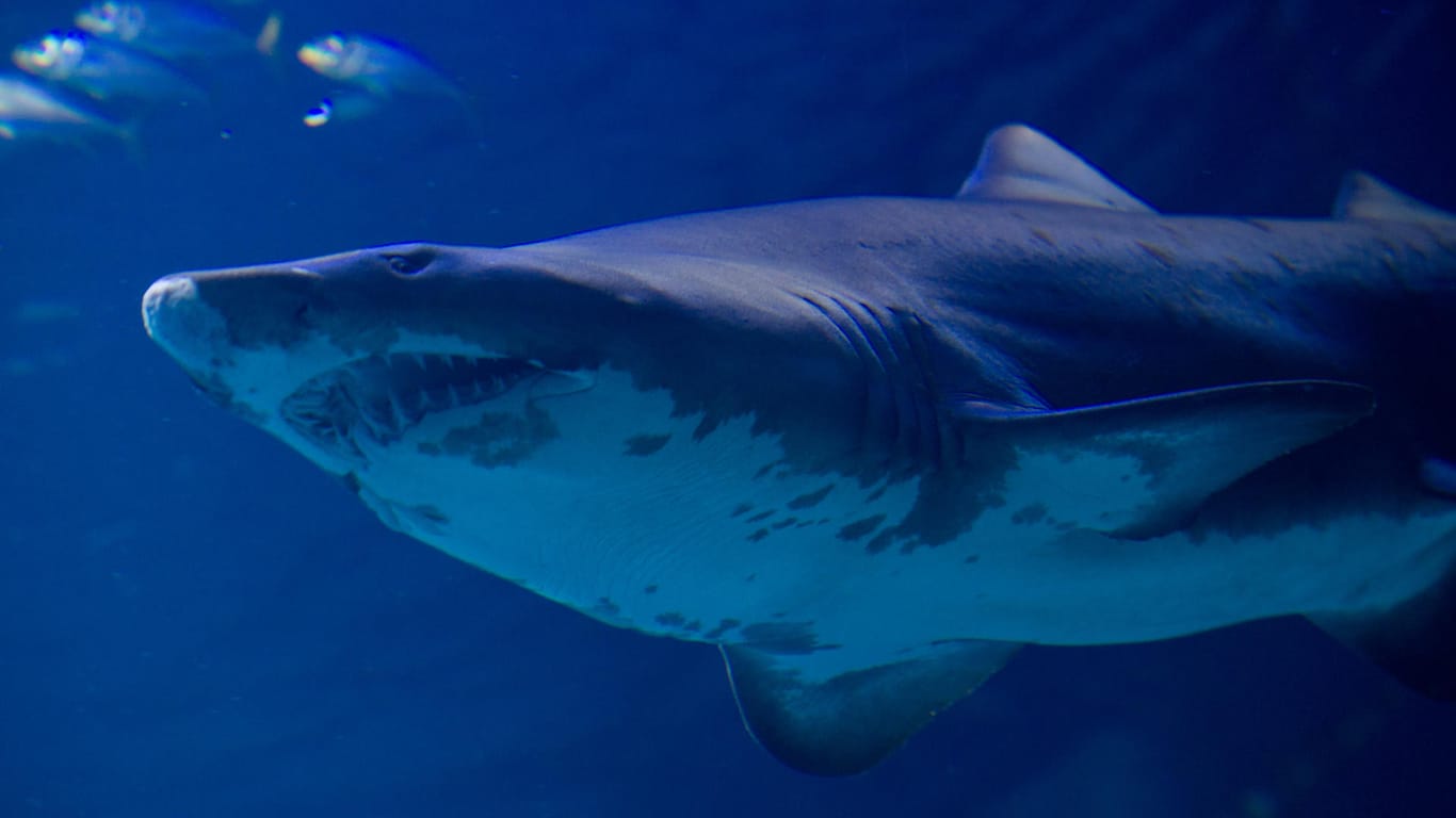 Ein Hai hat einen Surfer vor der Küste Australiens attackiert.