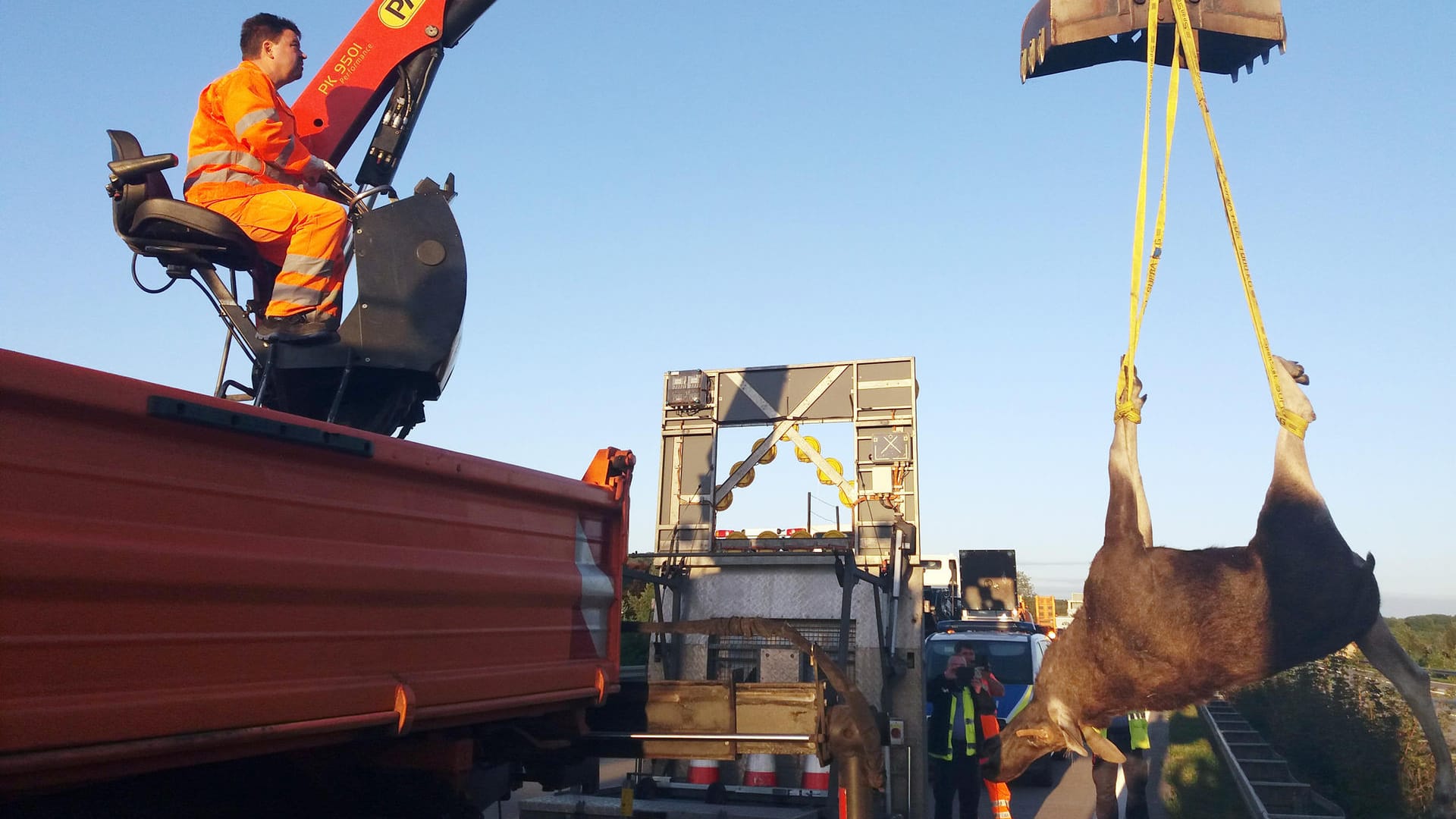 Der tote Elch wird auf die Ladefläche eines Lkw der Autobahnmeisterei Fürstenwalde (Brandenburg) gehoben. Der tote Elch wird auf die Ladefläche eines Lkw der Autobahnmeisterei Fürstenwalde (Brandenburg) gehoben.