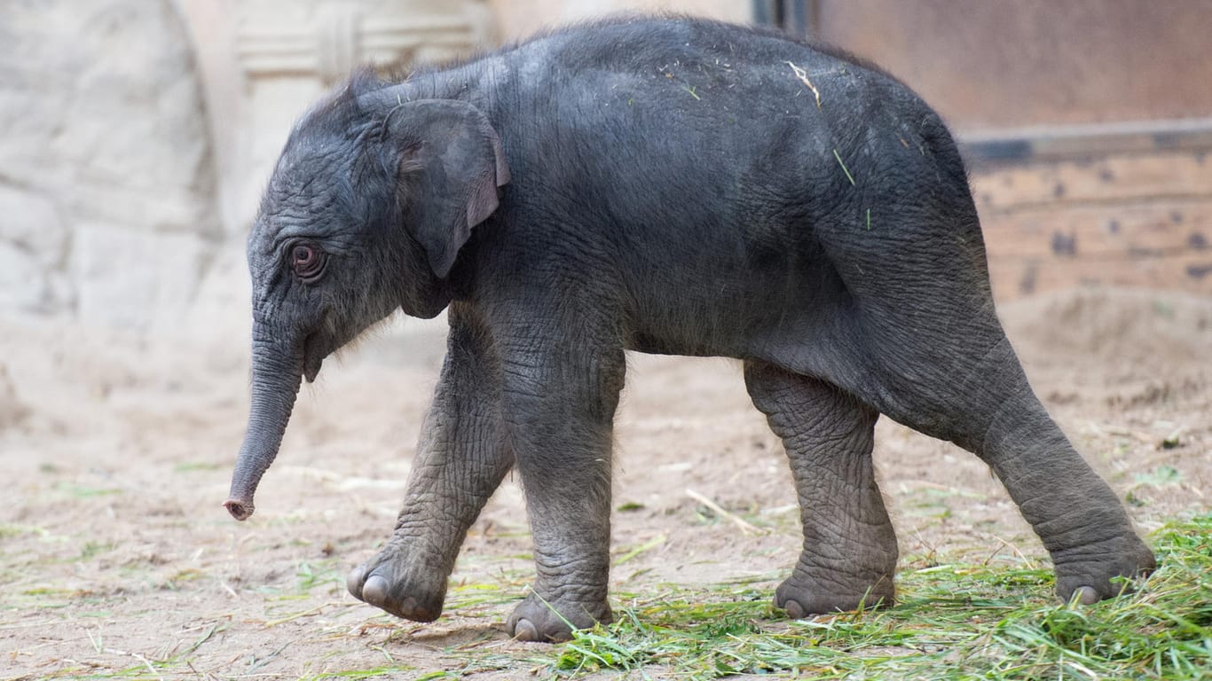 "Püppi" läuft als neugeborenes Elefantenmädchen durch den Tierpark Hagenbeck.