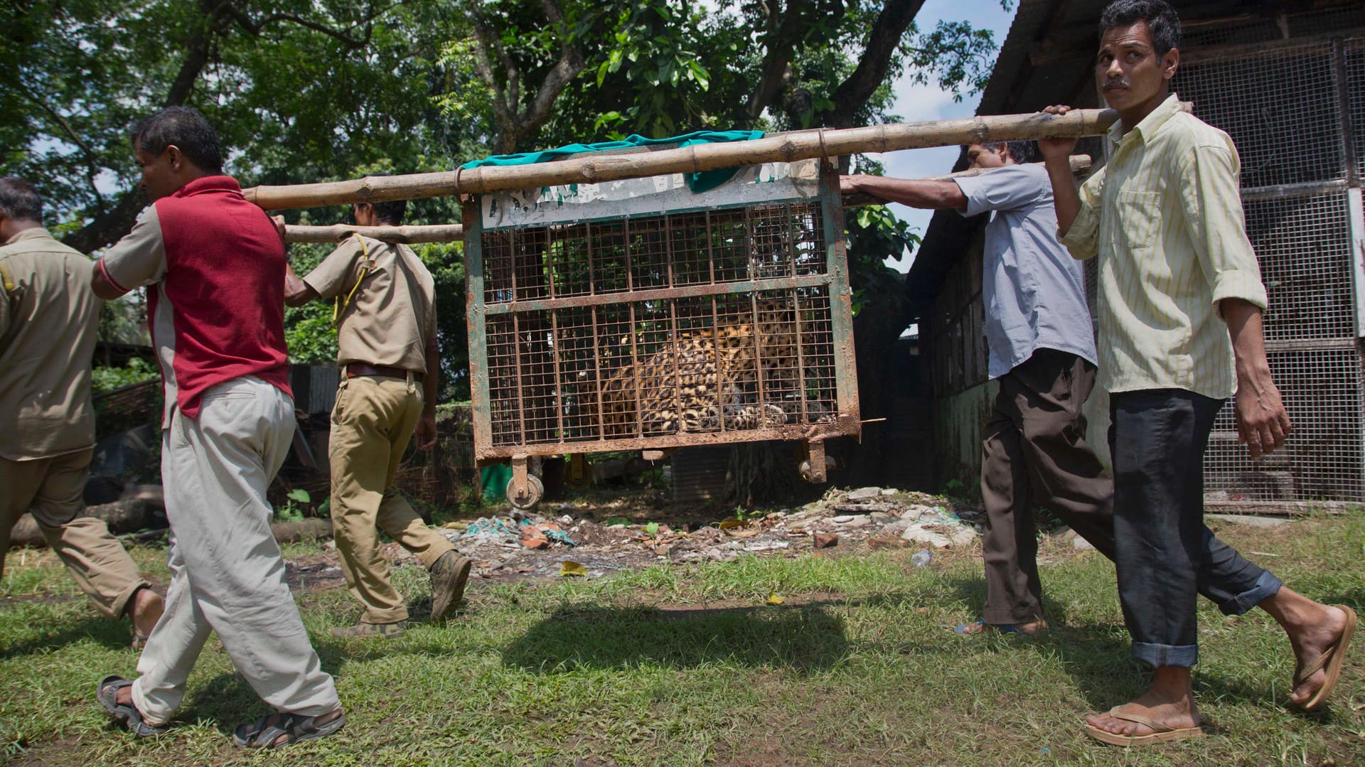 Leopard dringt in Familienhaus ein.