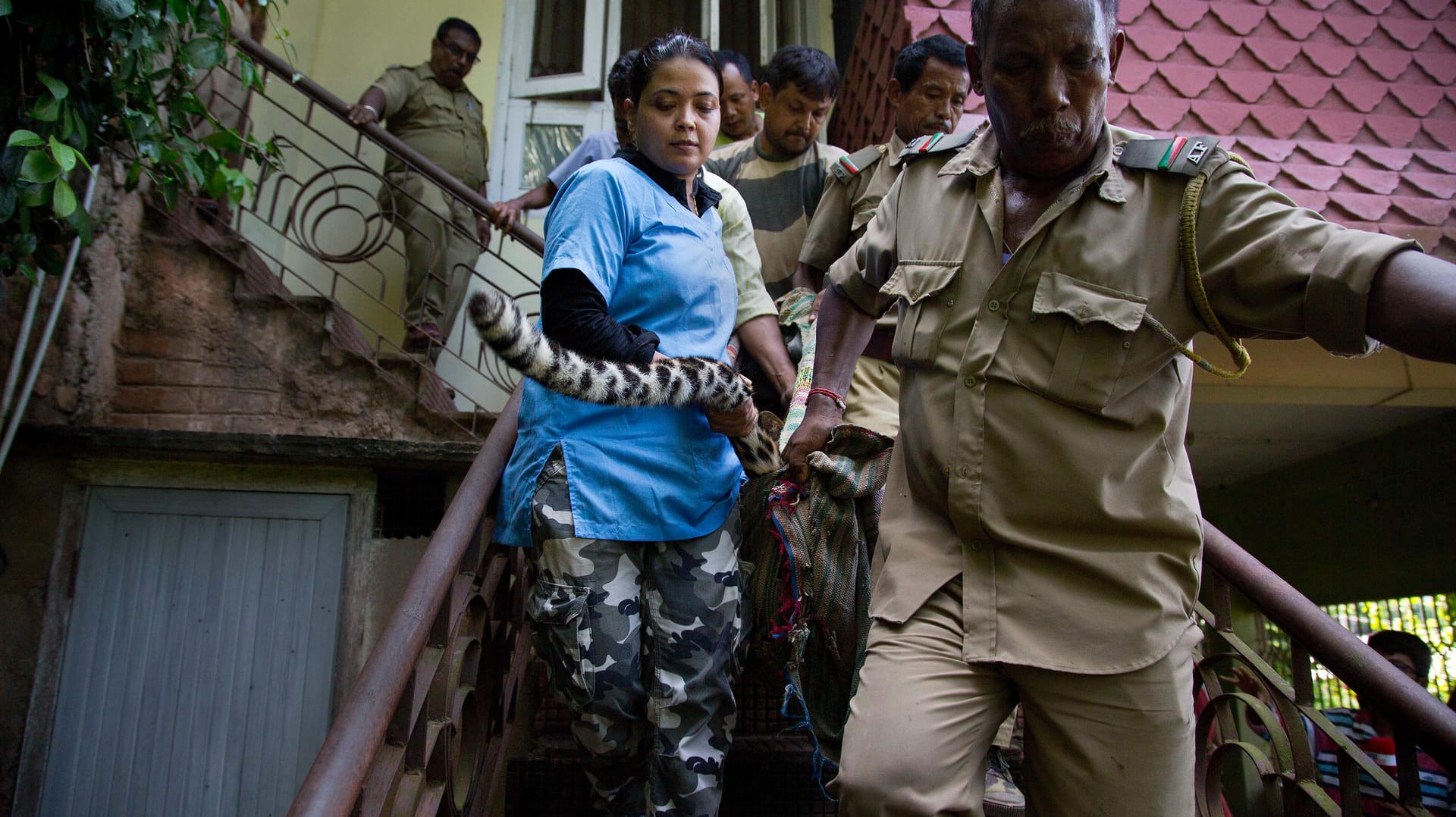 Indische Tierärztin und Förster tragen einen betäubten Leoparden aus einem Wohnhaus.
