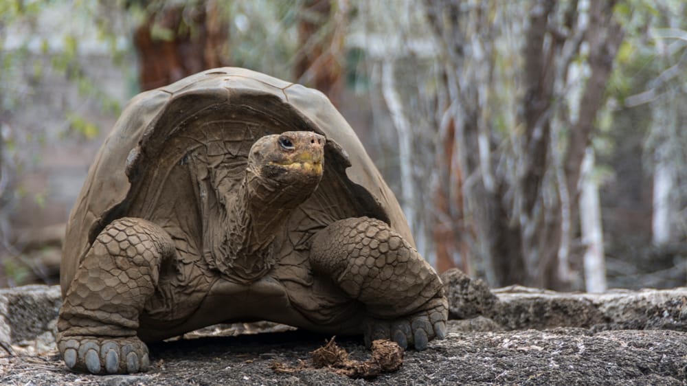 Riesenschildkröte im Nationalpark der Galapagos Inseln (Ecuador)