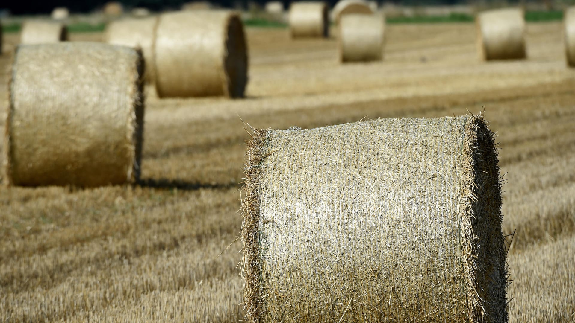 Heuballen liegen auf einem abgeernteten Feld.