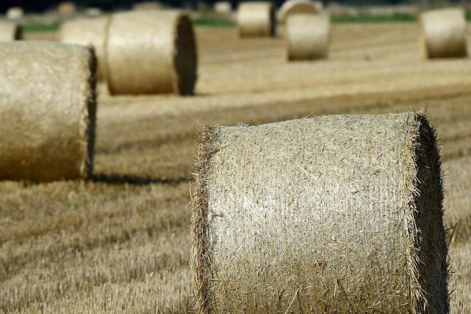Heuballen liegen auf einem abgeernteten Feld.