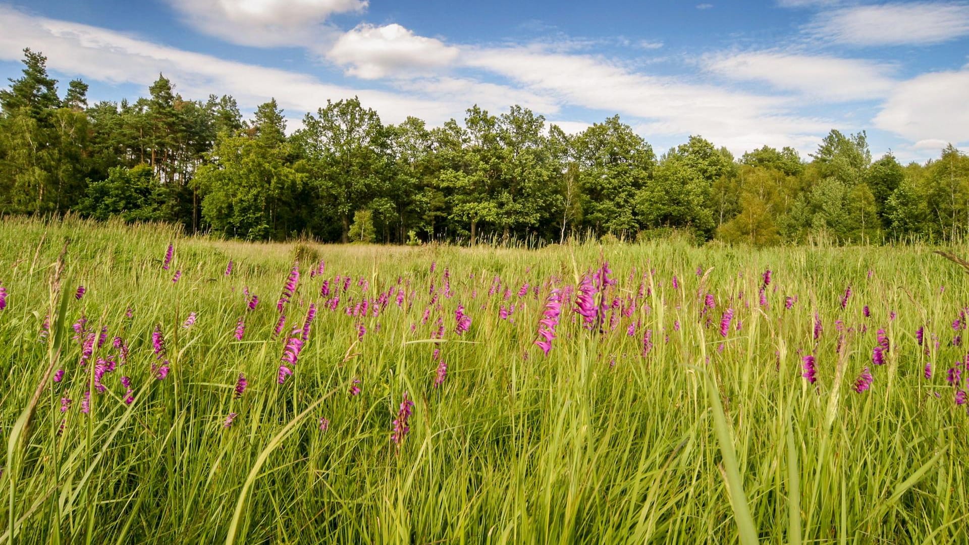 Die Gladiolenwiese in der Oberlausitz in Malschwitz (Sachsen).