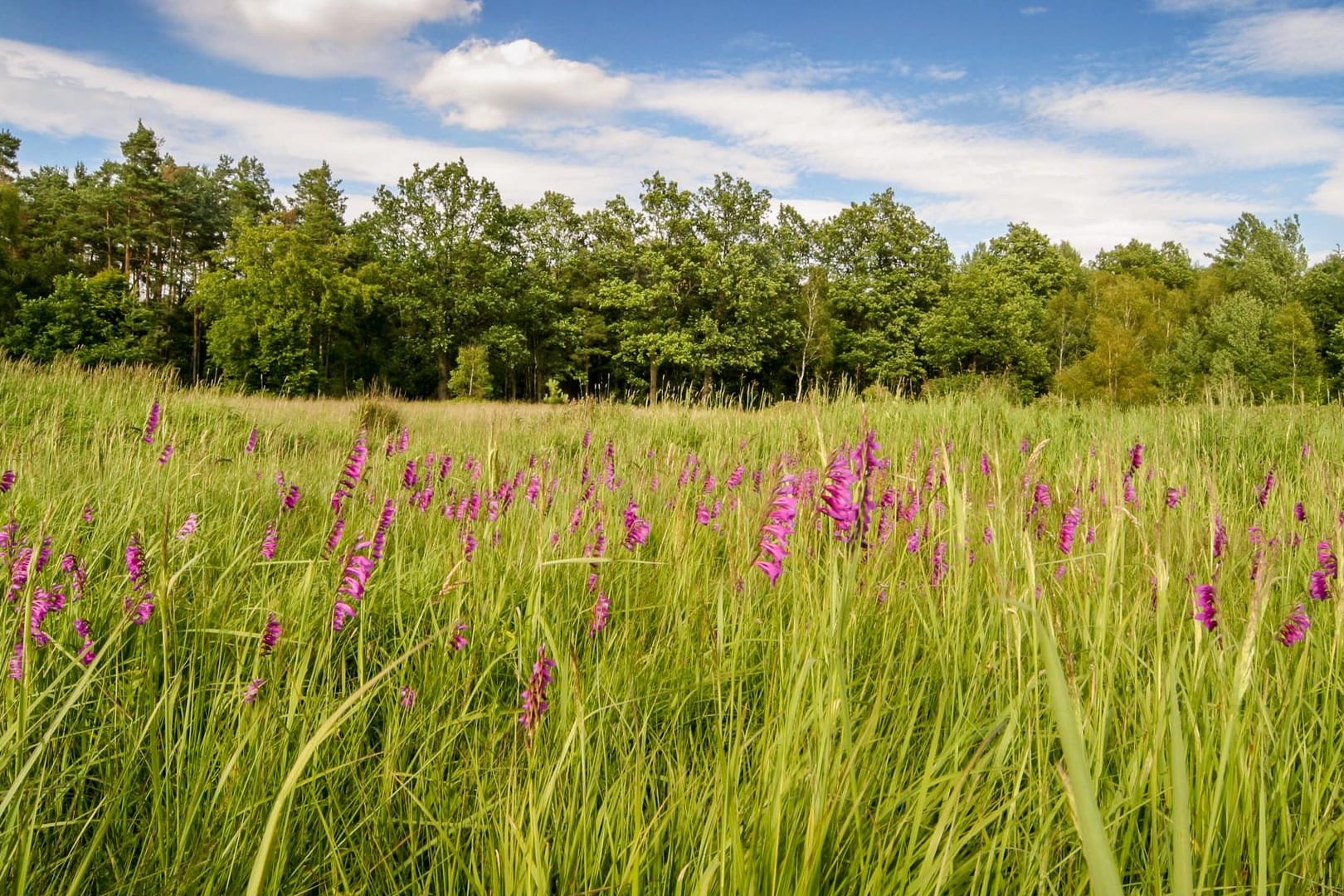 Die Gladiolenwiese in der Oberlausitz in Malschwitz (Sachsen).