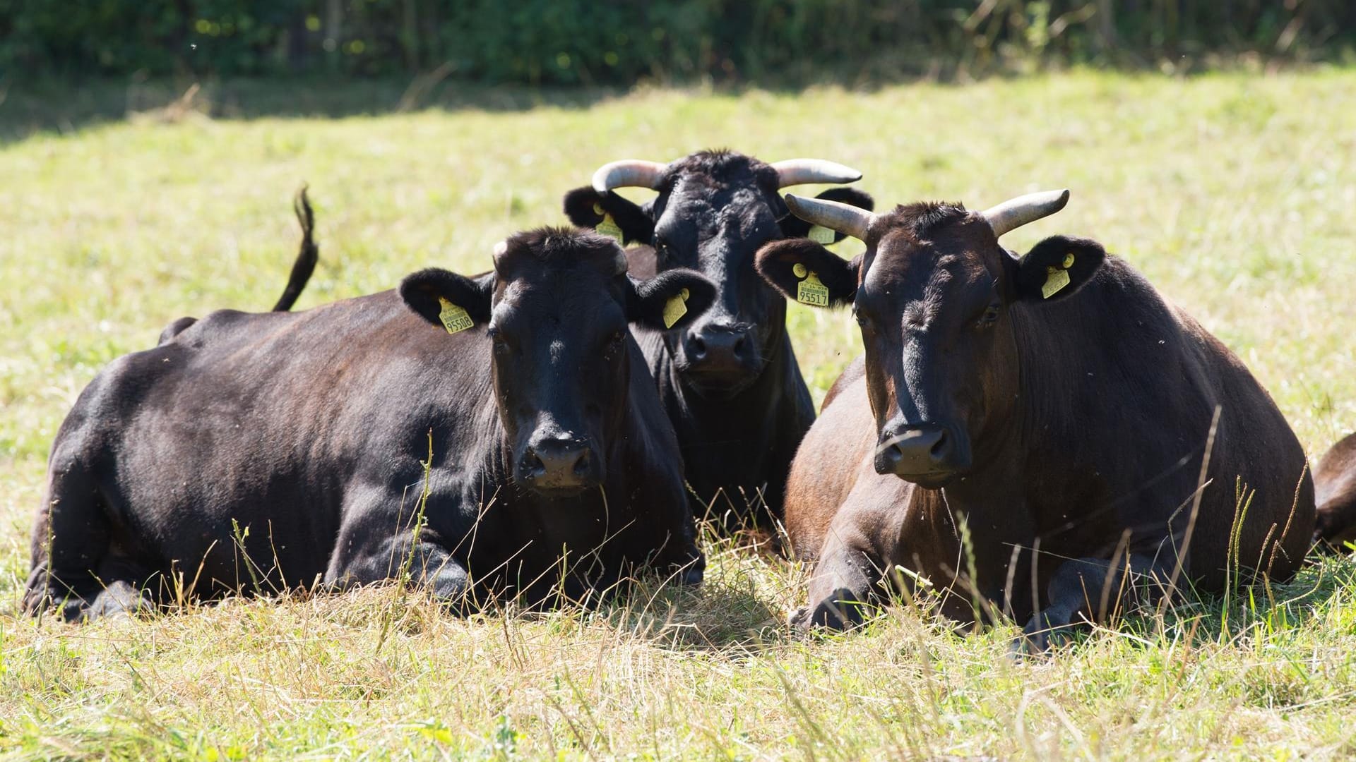 Das Fleisch der Wagyu-Rinder ist so teuer wie begehrt.