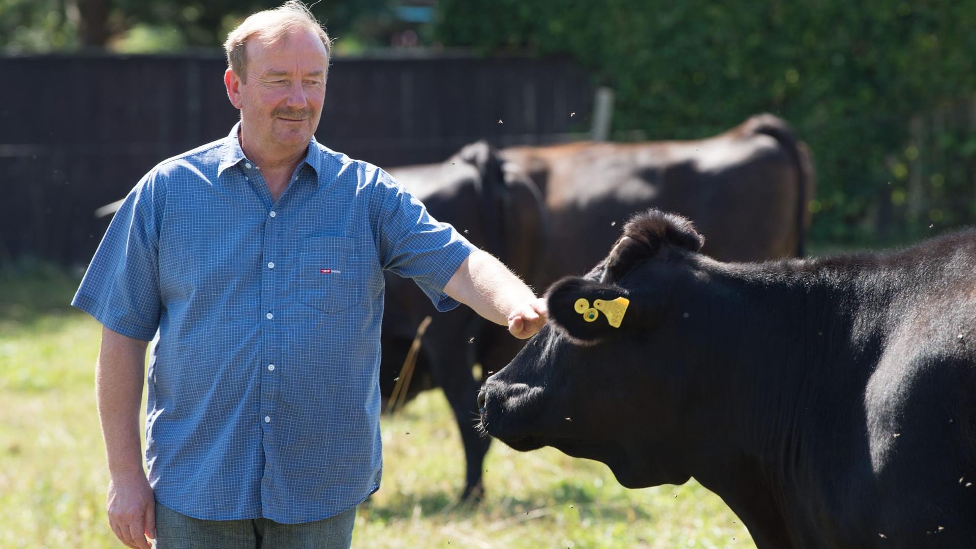 Klaus Möbius, dem Vorsitzender des Wagyu-Verbandes gehört eine der größten Herden Deutschlands.