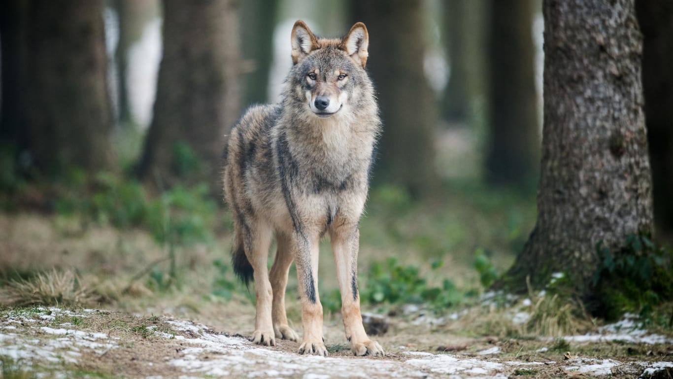 Der Wolf, aufgenommen in einem Gehege des Biotopwildpark in Isselburg, gehört zu einem Rudel aus neun Tieren. Nun wurde eine entlaufene Wölfin erschossen.