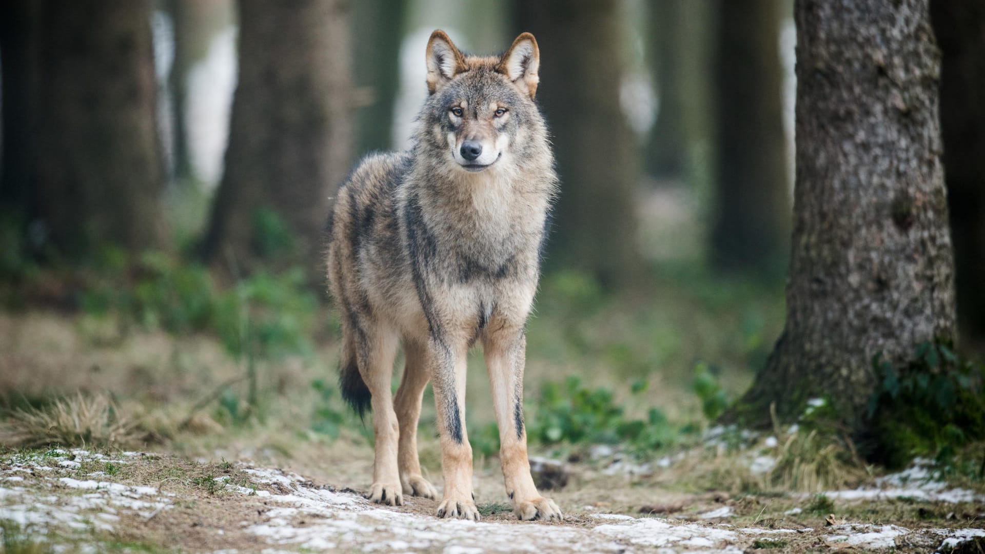 Der Wolf, aufgenommen in einem Gehege des Biotopwildpark in Isselburg, gehört zu einem Rudel aus neun Tieren. Nun wurde eine entlaufene Wölfin erschossen.