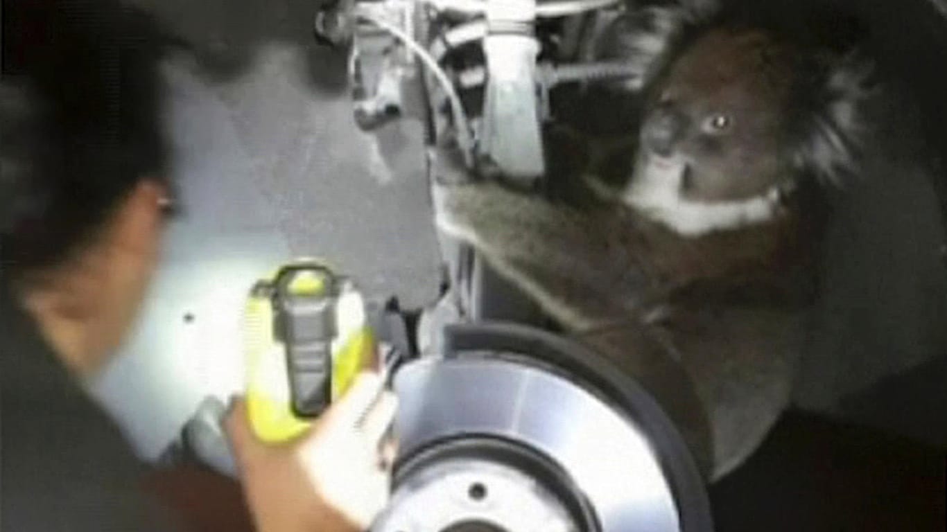 Dieses Videostandbild der Feuerwehr in Adelaide (Australien) zeigt, wie ein Arbeiter mit einer Lampe einen Koala in einem Radkasten anleuchtet. Das Tier hat eine 16 Kilometer lange Fahrt in dem Rad überlebt.