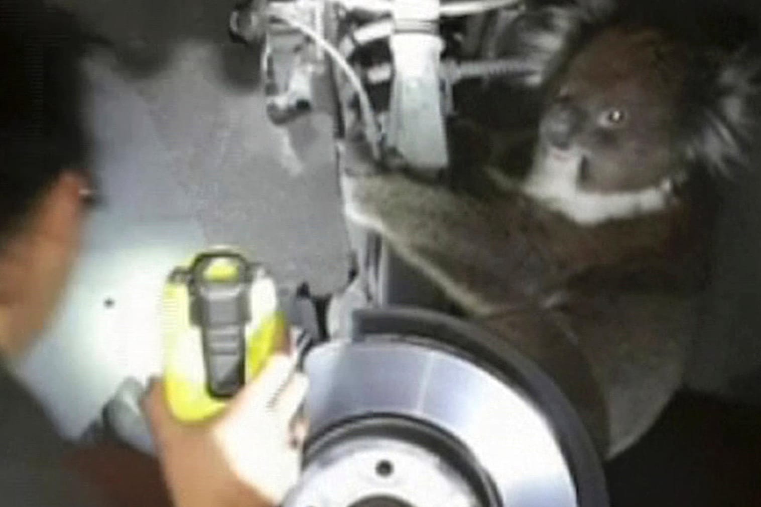 Dieses Videostandbild der Feuerwehr in Adelaide (Australien) zeigt, wie ein Arbeiter mit einer Lampe einen Koala in einem Radkasten anleuchtet. Das Tier hat eine 16 Kilometer lange Fahrt in dem Rad überlebt.