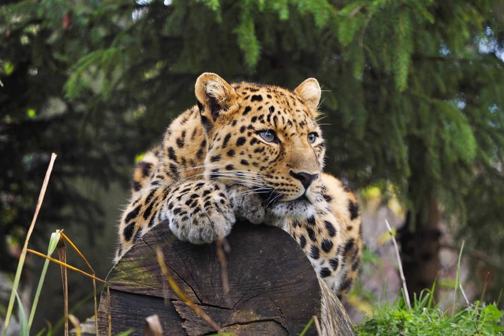 Der Amurleopard gehört zu den seltensten Großkatzen der Welt und ist vom Aussterben bedroht. Forscher haben jetzt ermittelt, warum das so sein könnte.