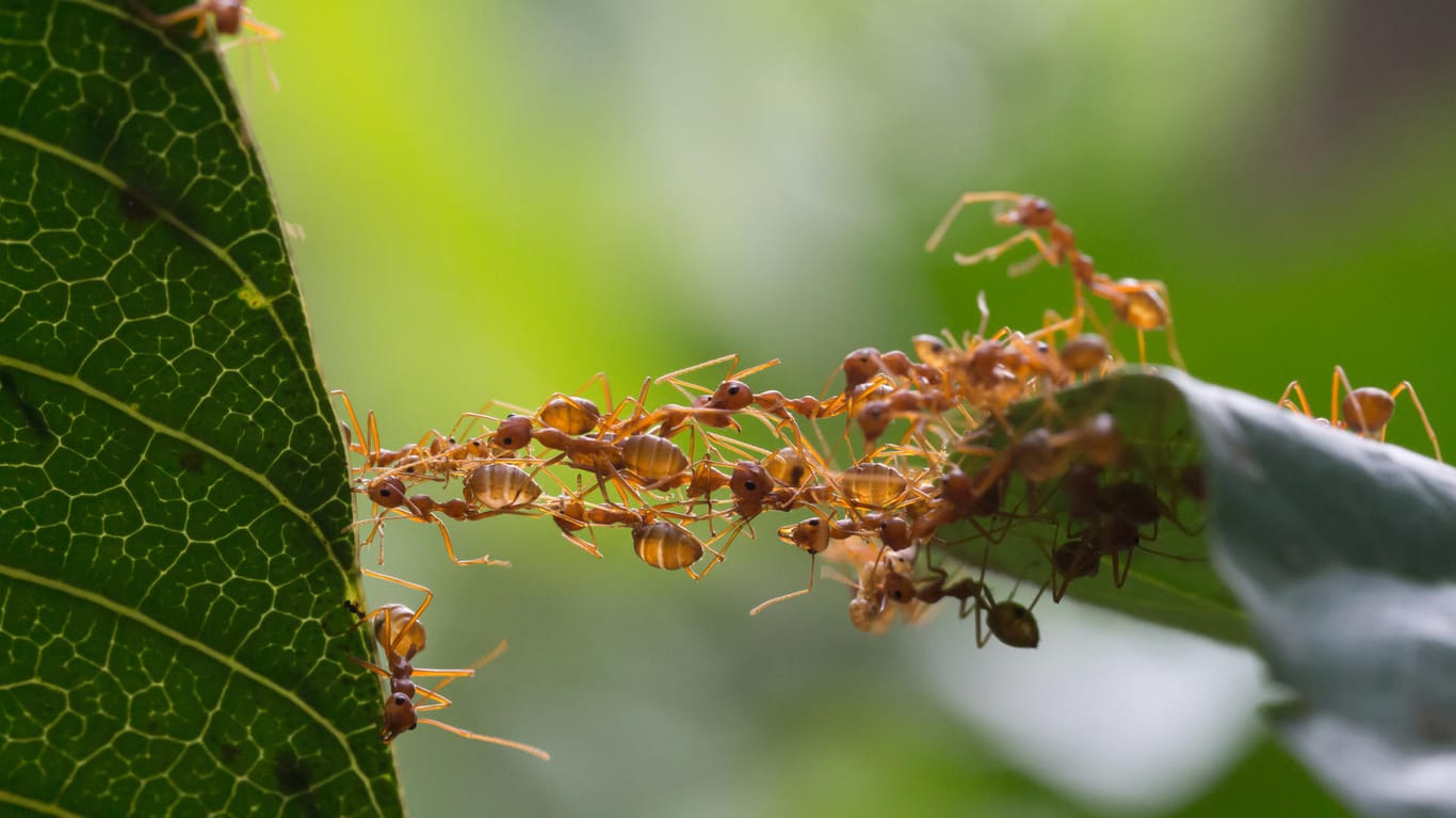 Nicht alle Ameisen sind immer fleißig. Es gibt auch Ausnahmen.