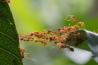 Nicht alle Ameisen sind immer fleißig. Es gibt auch Ausnahmen.
