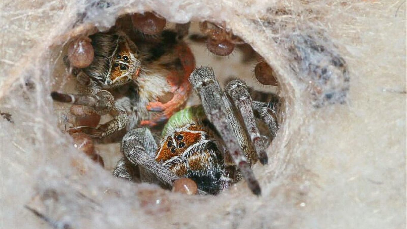 Spinnen der Art Stegodyphus dumicola: Eine Mutter (oranger Rücken) und ein unverpaartes Weibchen (grüner Rücken) kümmern sich zusammen um die Brutpflege.