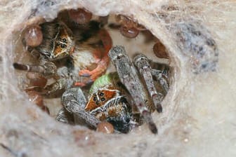 Spinnen der Art Stegodyphus dumicola: Eine Mutter (oranger Rücken) und ein unverpaartes Weibchen (grüner Rücken) kümmern sich zusammen um die Brutpflege.