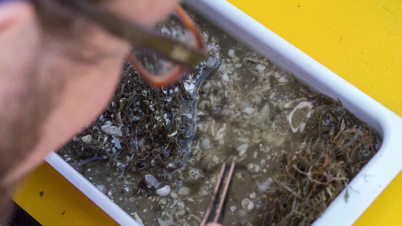 Auf dem Forschungsschiffs "Aldebaran" untersucht Wissenschaftler Stefan Linzmaier kleine Muscheln, Schnecken und Wasserflöhe aus einer Bodenprobe vom Grund des Sees.