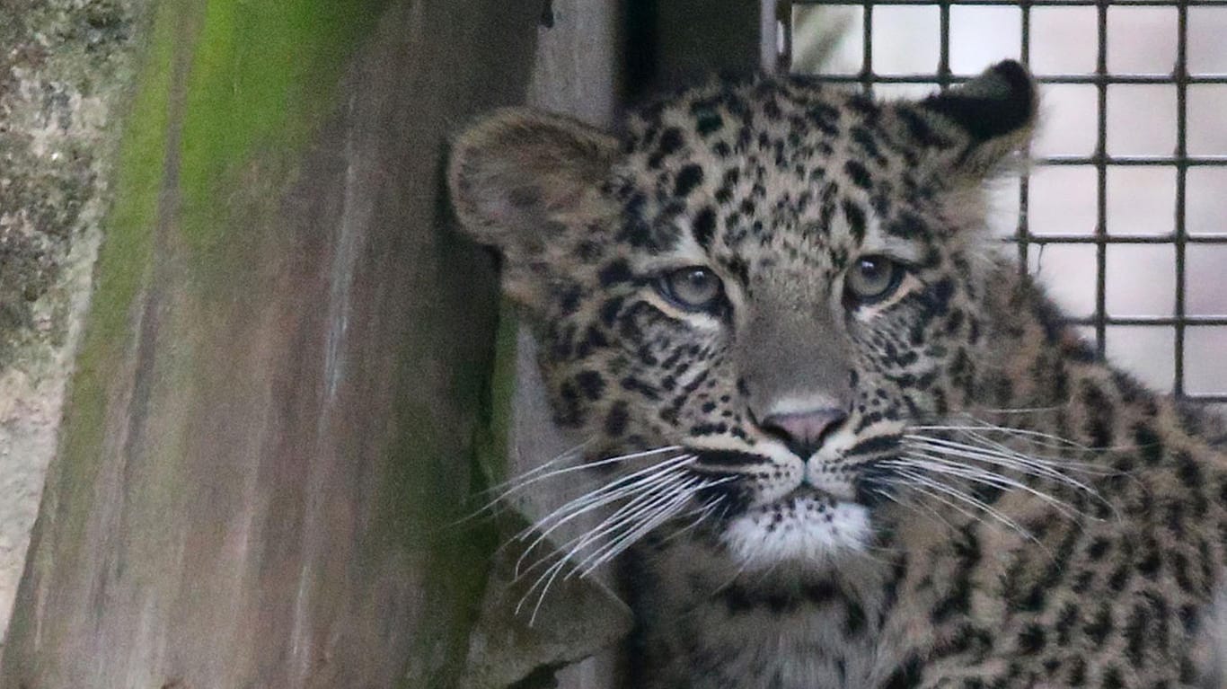 Ein Raubtierpfleger im Tierpark von Chemnitz erlitt durch einen Leopardenangriff Bissverletzungen im Gesicht.