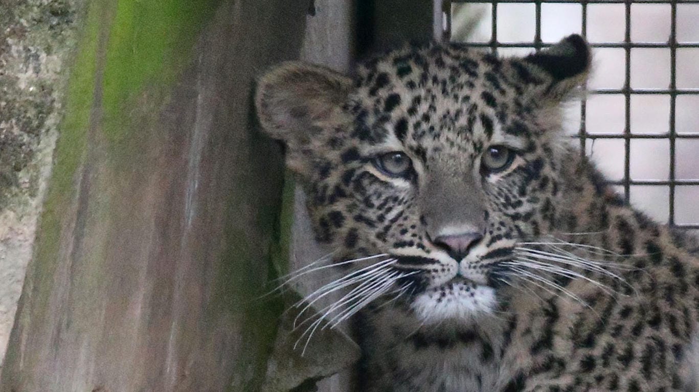 Ein Raubtierpfleger im Tierpark von Chemnitz erlitt durch einen Leopardenangriff Bissverletzungen im Gesicht.