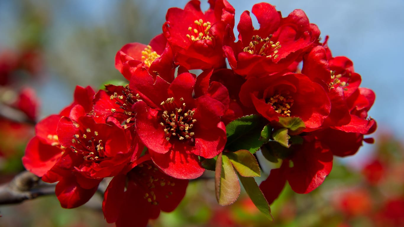 Ab März zeigen sich die Blütenknospen der Zierquitte in intensiver Farbe.