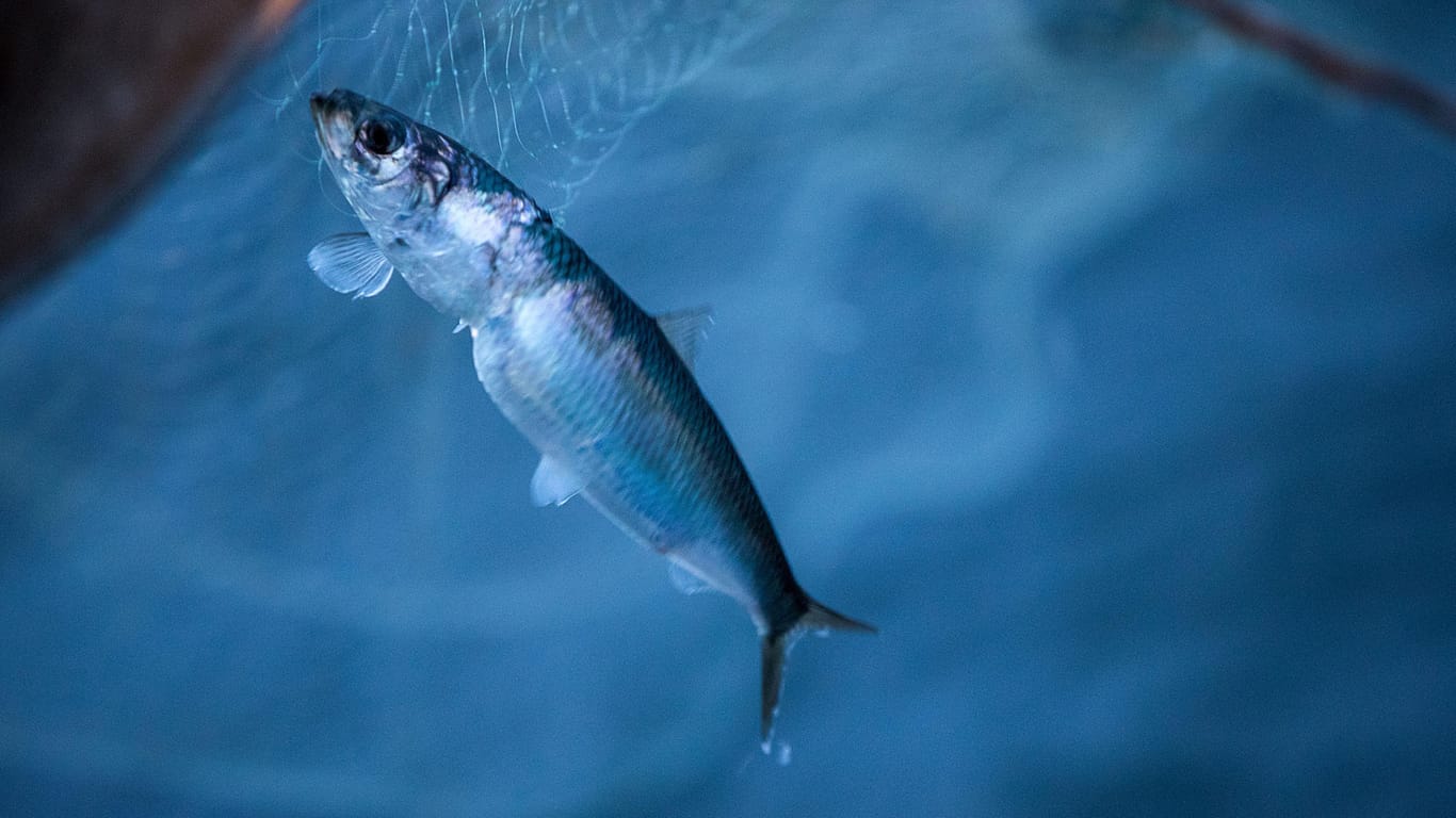 Das Bundesumweltministerium ist wegen der Erwärmung der Ostsee im Zuge des Klimawandels besorgt über den Fischbestand in dem Binnenmeer.