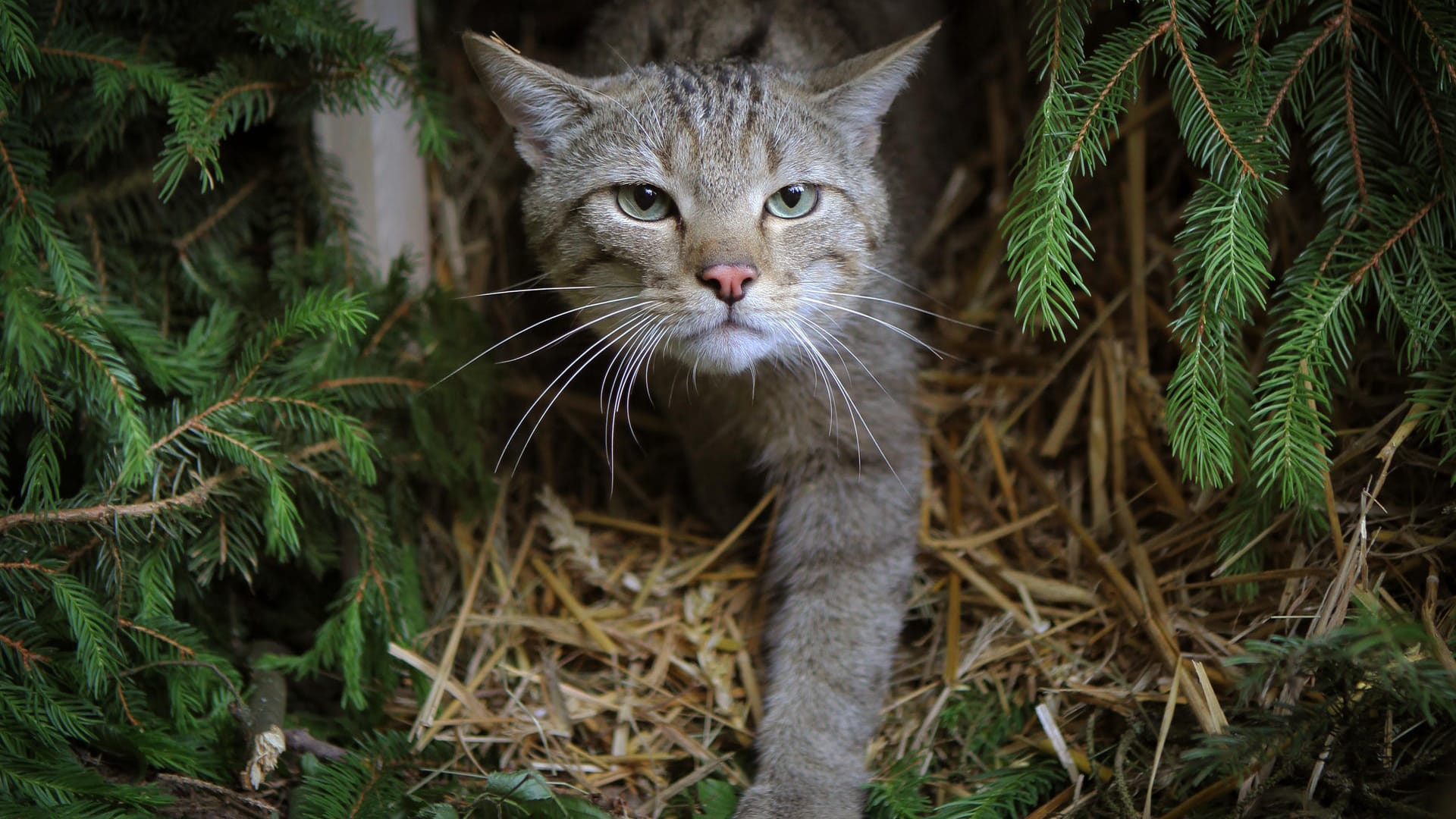 Wildkatze: Der Bestand in Deutschland hat sich in den vergangenen Jahren etwas erholt.
