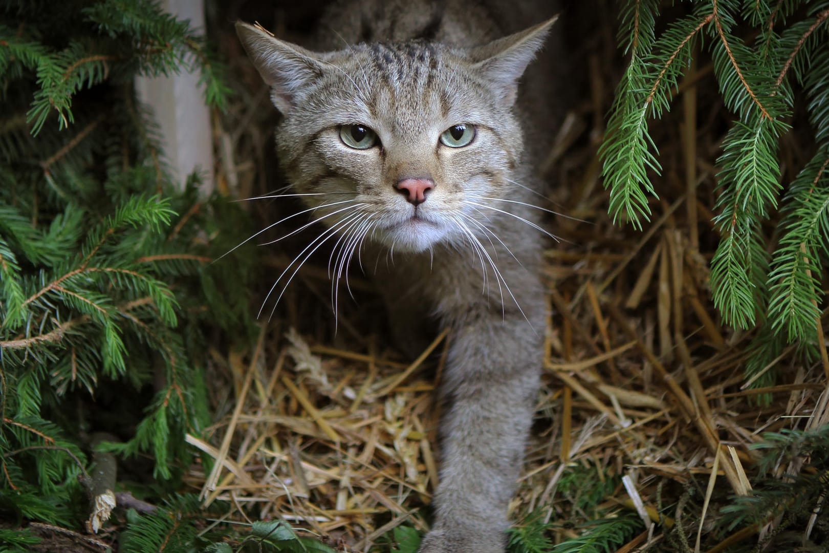 Wildkatze: Der Bestand in Deutschland hat sich in den vergangenen Jahren etwas erholt.