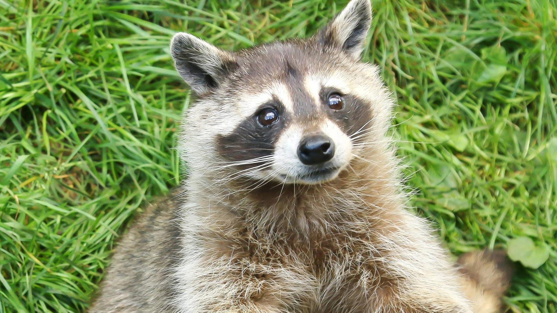 Waschbären naschen gerne reife Trauben und torkeln anschließend trunken umher.