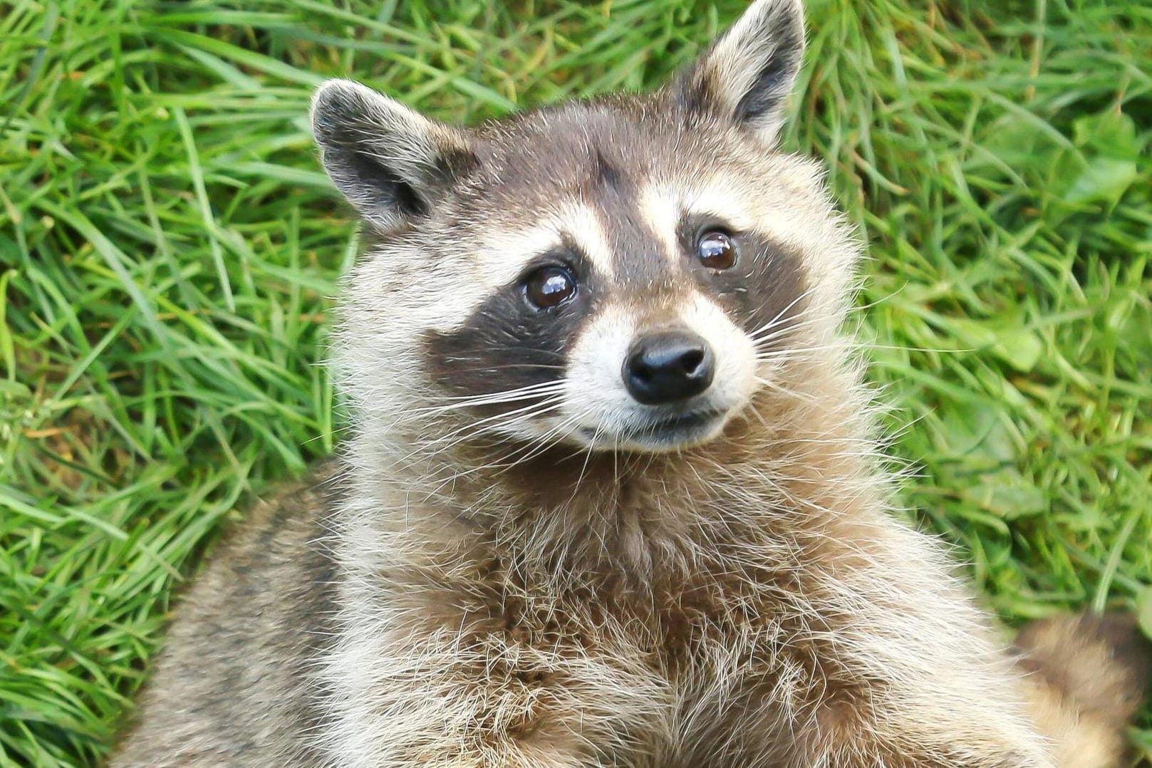 Waschbären naschen gerne reife Trauben und torkeln anschließend trunken umher.