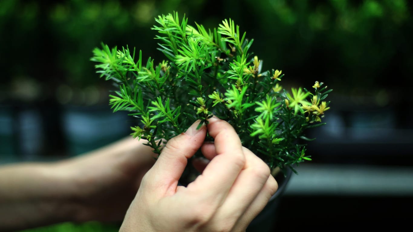 Die Eibe-Sorte 'Renkes Kleiner Grüner' gilt als beliebte Alternative zum Buchsbaum.