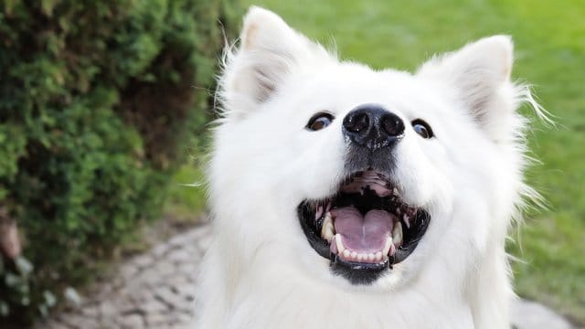 Bellende Hunde müssen Nachbarn zwar im Prinzip ertragen - allerdings nicht unbedingt, wenn das Gebell den ganzen Tag zu hören ist.