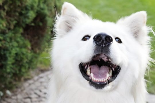 Bellende Hunde müssen Nachbarn zwar im Prinzip ertragen - allerdings nicht unbedingt, wenn das Gebell den ganzen Tag zu hören ist.