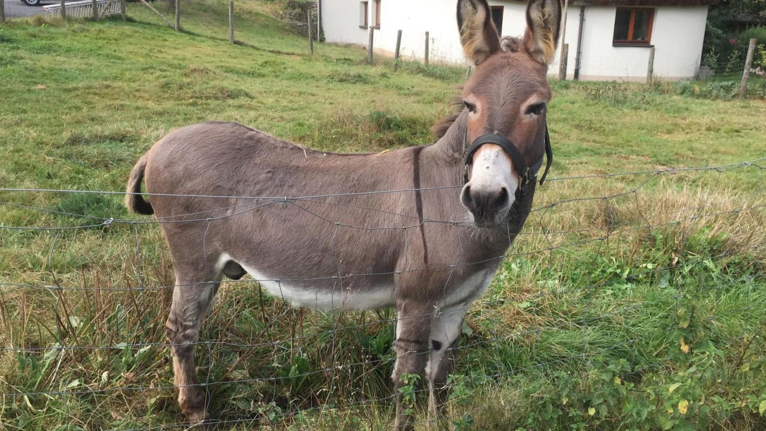 Esel "Vitus" steht in Schlitz (Hessen) auf einer Weide.